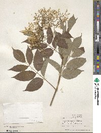 Sambucus canadensis image