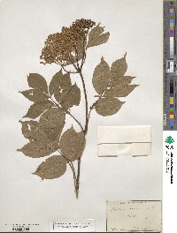 Sambucus canadensis image