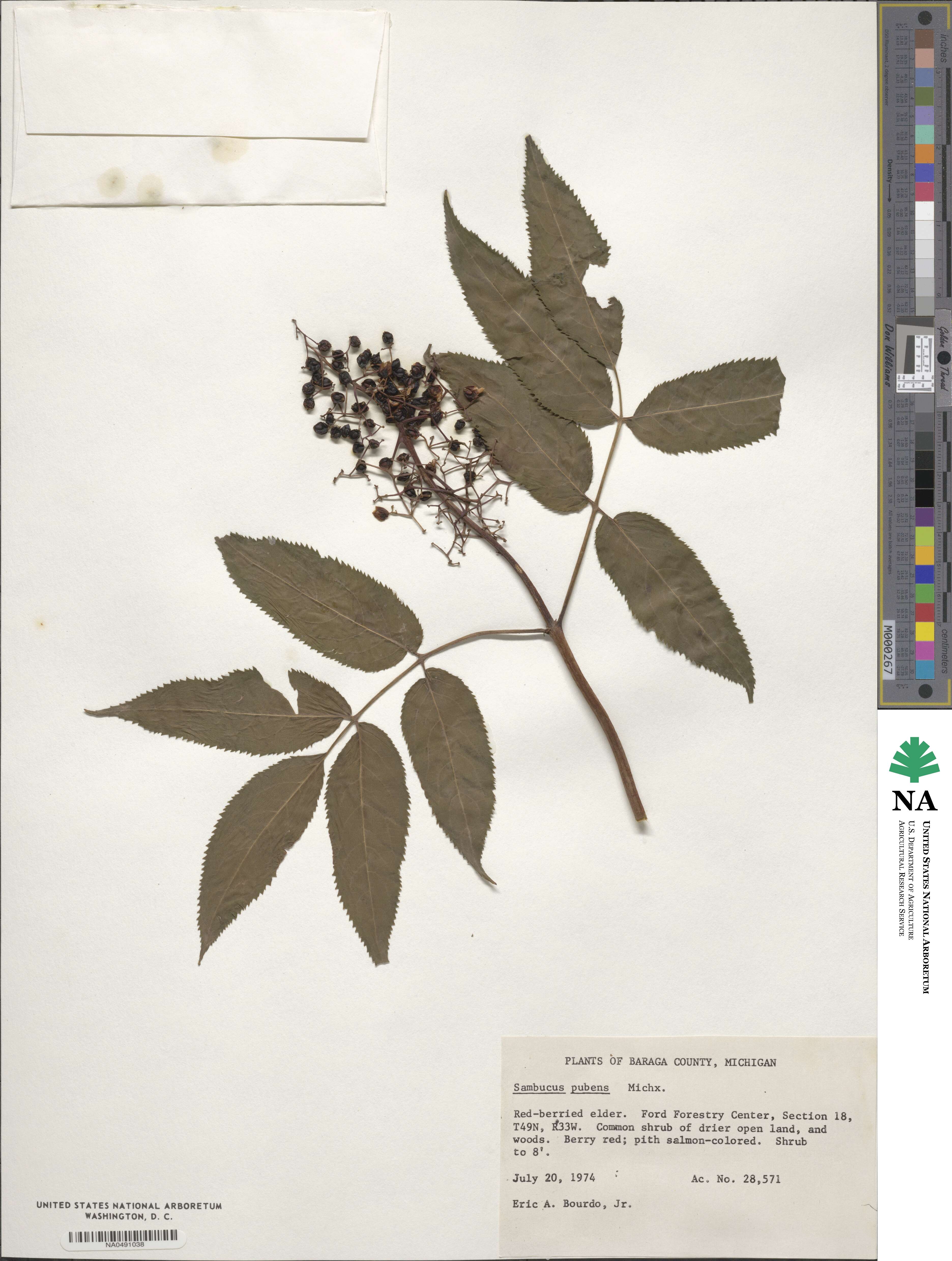 Sambucus racemosa subsp. racemosa image