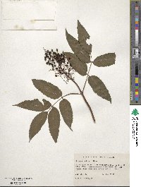 Sambucus racemosa subsp. racemosa image