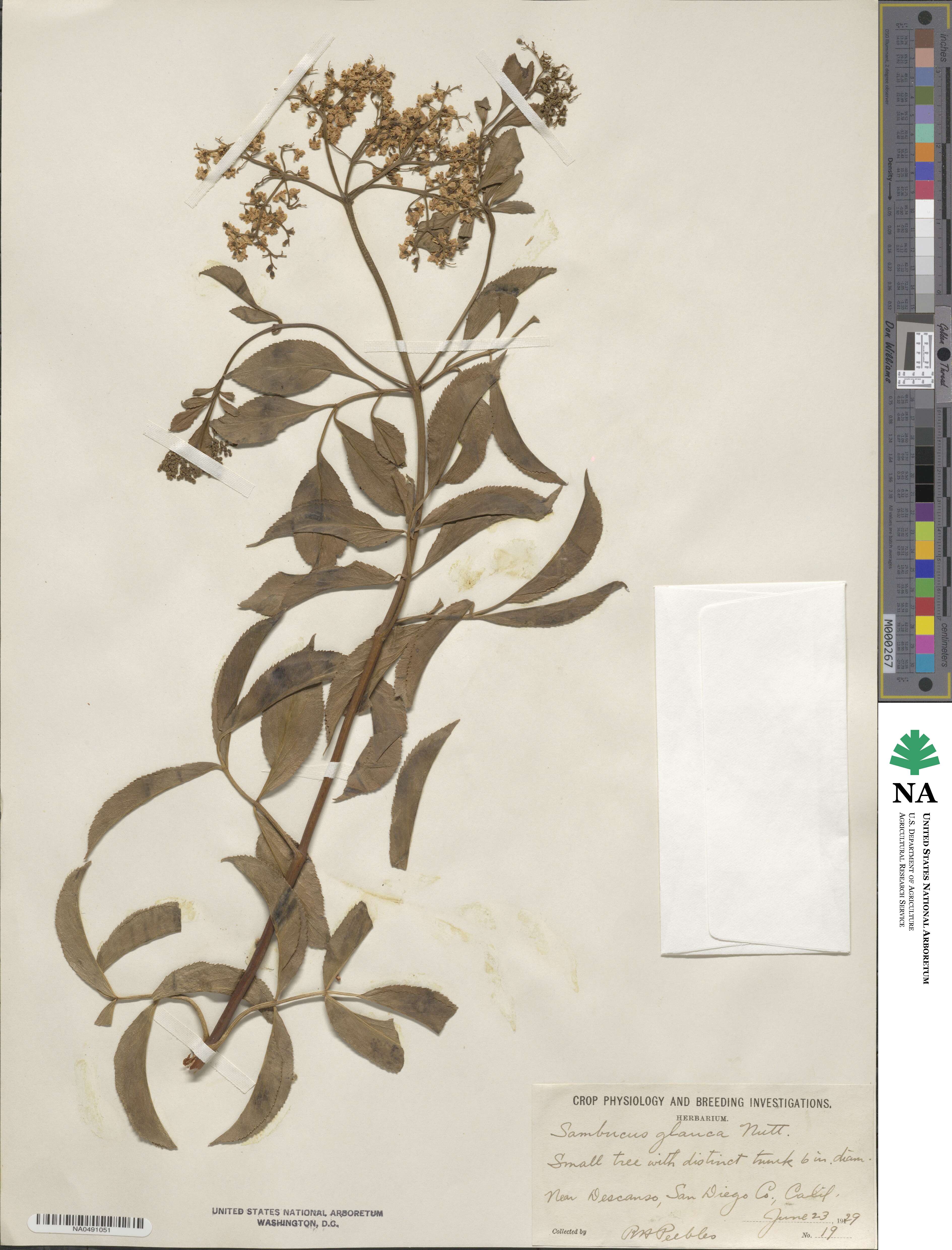 Sambucus glauca image