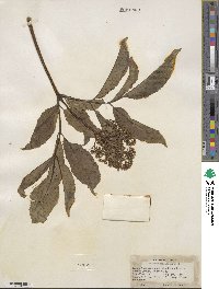 Sambucus racemosa image