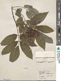 Sambucus racemosa var. melanocarpa image