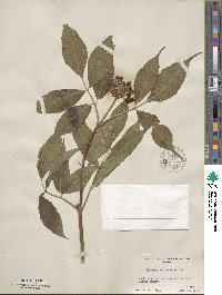 Sambucus racemosa var. melanocarpa image