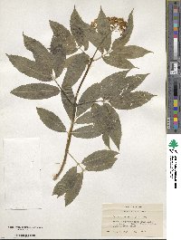 Sambucus racemosa image