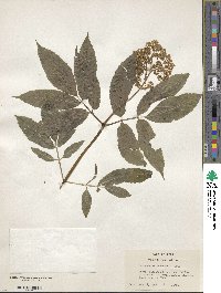 Sambucus racemosa image