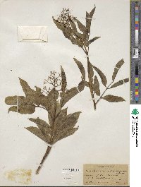 Sambucus racemosa image