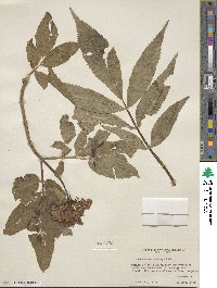 Sambucus racemosa image