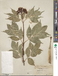 Sambucus racemosa subsp. racemosa image