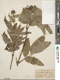 Sambucus racemosa image