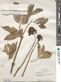 Sambucus racemosa subsp. racemosa image