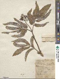 Sambucus racemosa image