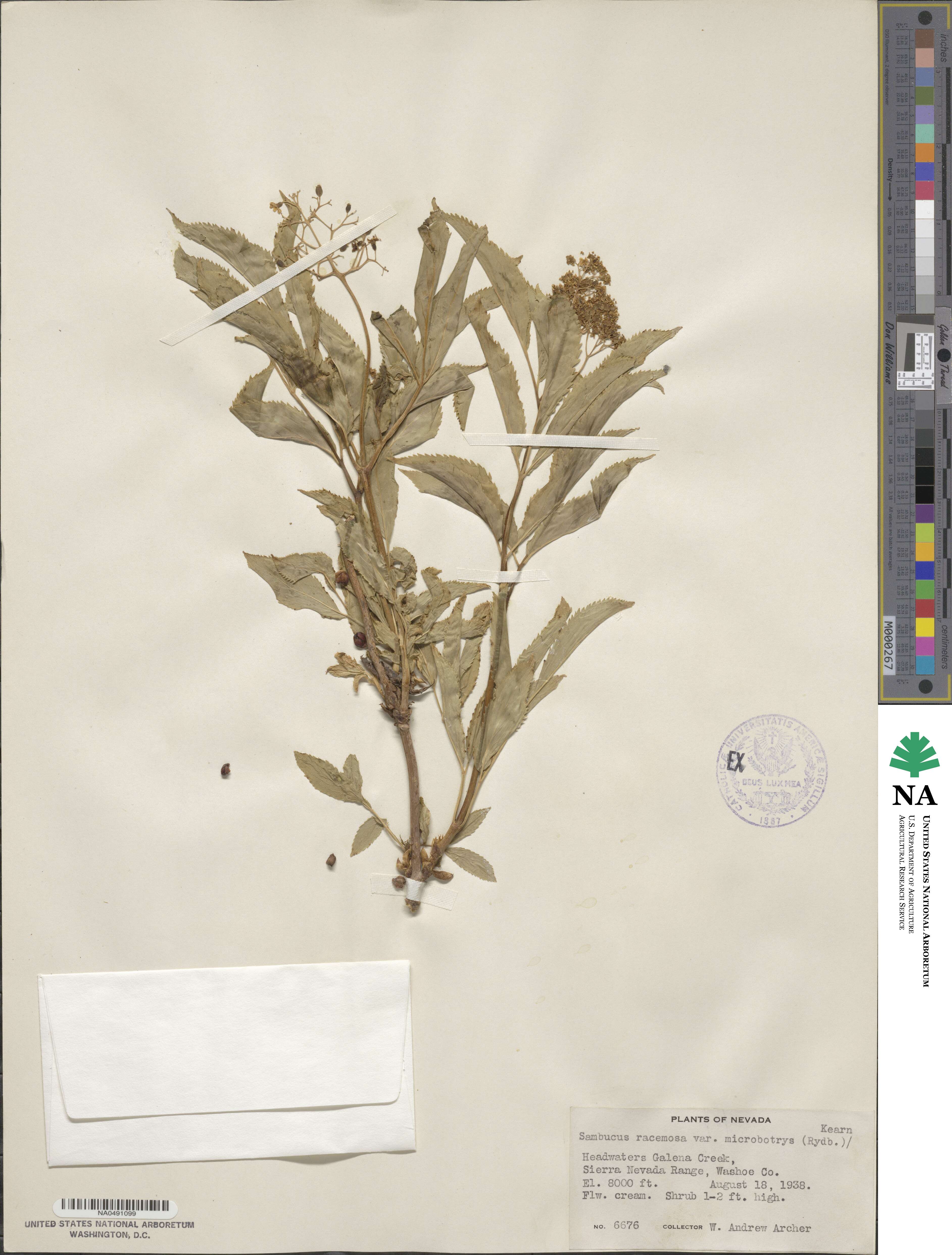 Sambucus image