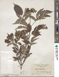 Sambucus canadensis image