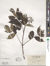 Sambucus canadensis image