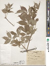 Sambucus canadensis image