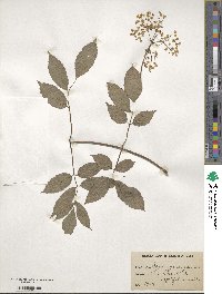 Sambucus canadensis image