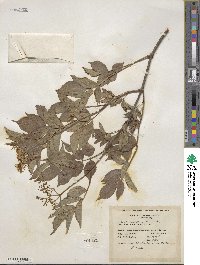 Sambucus canadensis image