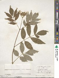 Sambucus canadensis image