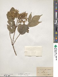 Sambucus canadensis image