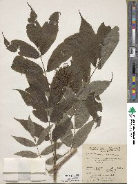 Sambucus racemosa image