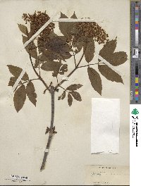 Sambucus racemosa image