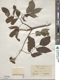 Sambucus racemosa image