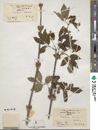 Sambucus racemosa image