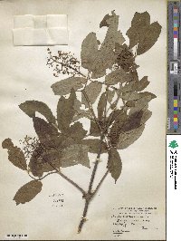 Sambucus racemosa image