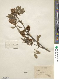 Sambucus racemosa image