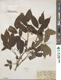 Sambucus racemosa image