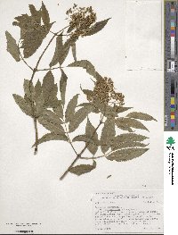 Sambucus racemosa var. melanocarpa image