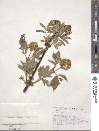 Sambucus racemosa var. melanocarpa image