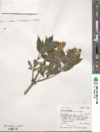 Sambucus racemosa var. melanocarpa image