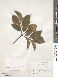 Sambucus racemosa image