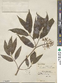 Sambucus racemosa image