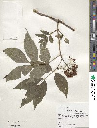 Sambucus racemosa image