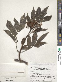 Sambucus racemosa image