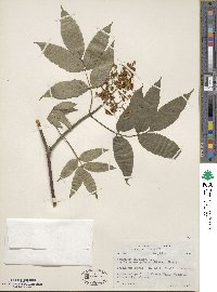 Sambucus racemosa image