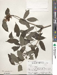 Sambucus racemosa image