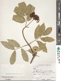 Sambucus racemosa image