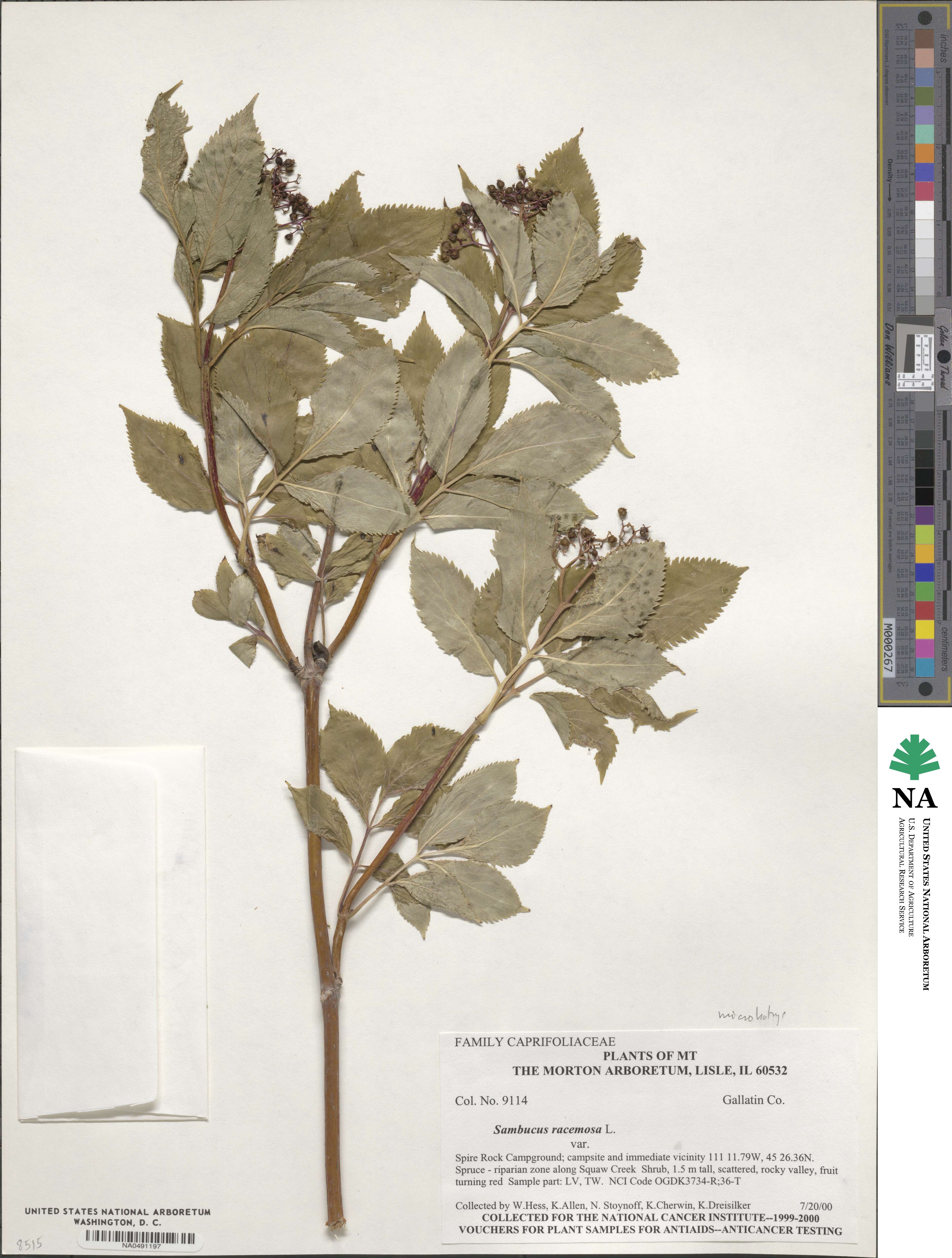 Sambucus racemosa image