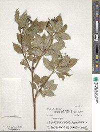 Sambucus racemosa image