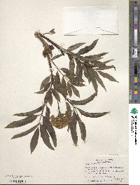 Sambucus racemosa image