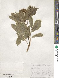 Sambucus racemosa image