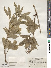 Sambucus racemosa image