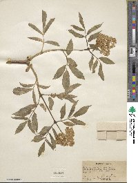 Sambucus racemosa image