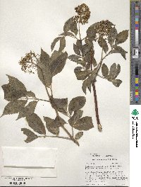 Sambucus racemosa image