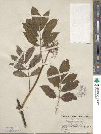 Sambucus racemosa image