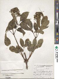 Sambucus racemosa image